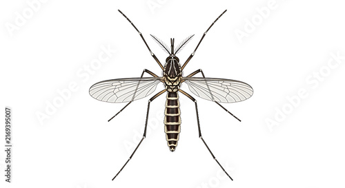 Mosquito flying with wings spread
