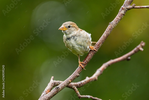 House sparrow (Passer domesticus); female perched on twig in light rain, Netherlands