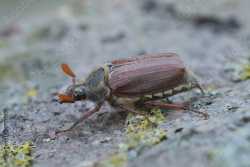 Bild auf Leinwand Closeup on a Maybeetle or a Maybug, Melolontha melolontha crling on wood in the garden
