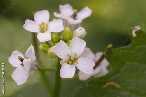 Close-up of delicate white garlic mustard flowers with green buds in a natural spring forest setting outdoors
