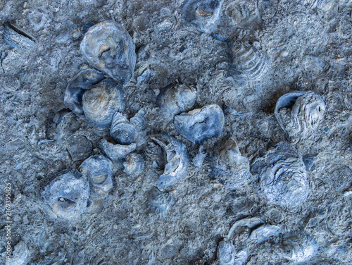 Well preserved fossilized Oysters from the Jurassic period, Punta Cuevas in the vicinity of the city of Puerto San Julian, Patagonia Argentina