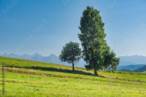 tree in the field