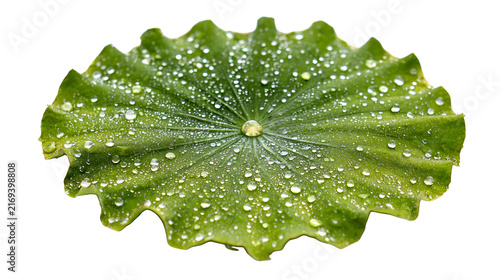 Water droplets on a green lotus leaf