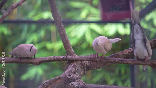 barbary dove jumping and walking around in branches inside the cage