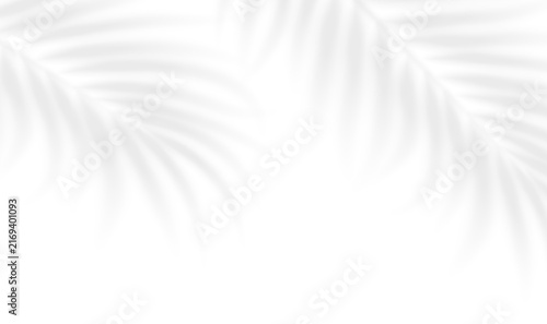 Realistic transparent shadow in summer sunlight from palm tree leaves on transparent background. Mockup with tropic leaves shadow overlay effect. Vector illustration