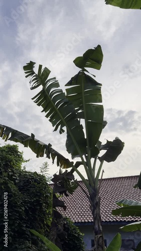 wind blows the banana tree leaves in the morning, a bit windy wheather in the city view