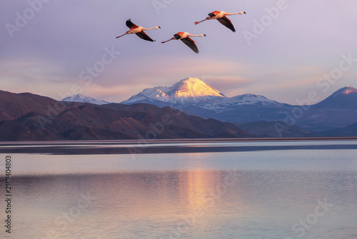 Flamingo