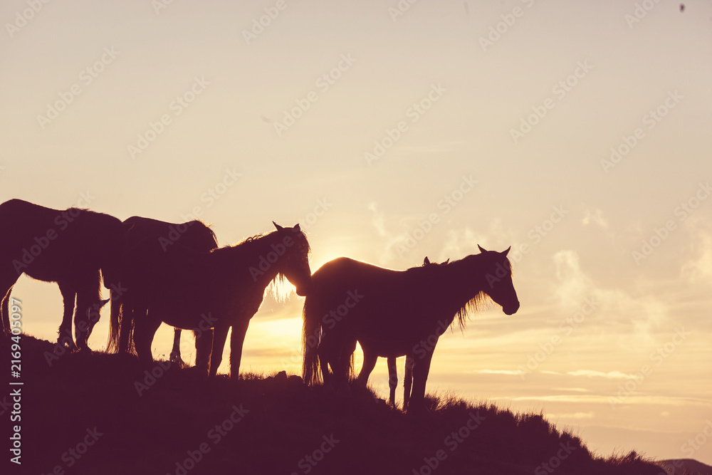 Fototapeta premium Horse on meadow
