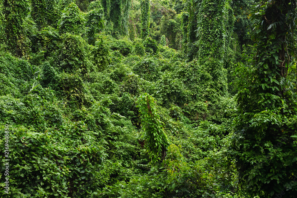 Fototapeta premium Lush tropical rainforest overgrown with dense green climbing vines, foliage, and tall trees.