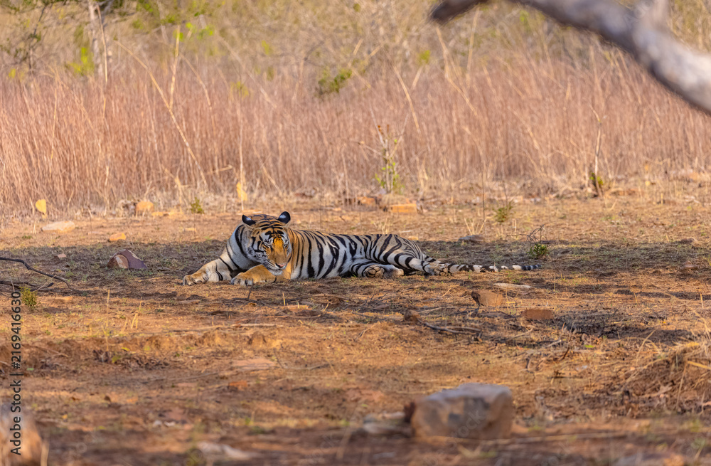 Fototapeta premium Tigress (Panthera tigris) resting and yawing in the forest of panna tiger reserve.