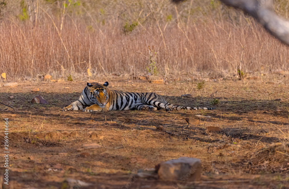 Fototapeta premium Tigress (Panthera tigris) resting and yawing in the forest of panna tiger reserve.