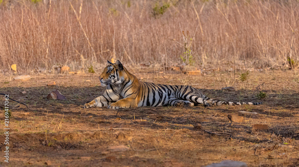 Fototapeta premium Tigress (Panthera tigris) resting and yawing in the forest of panna tiger reserve.