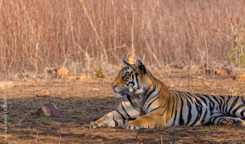 Fototapeta premium Tigress (Panthera tigris) resting and yawing in the forest of panna tiger reserve.