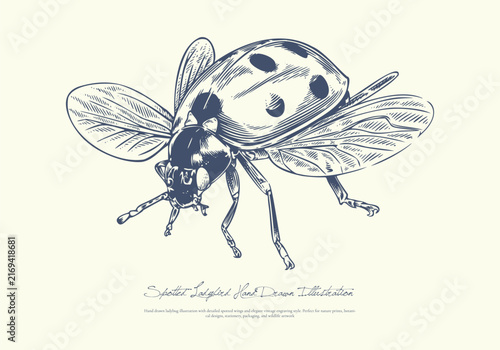 Spotted Ladybird Hand Drawn Illustration Detailed Vintage Insect Artwork