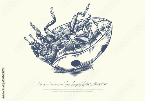 Unique Underside View Ladybug Vector Illustration