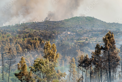 Incêndio florestal a avançar por colinas arborizadas deixando árvores queimadas e densas nuvens de fumo no horizonte