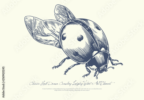 Classic Hand Drawn Crawling Ladybug Vector Art Element