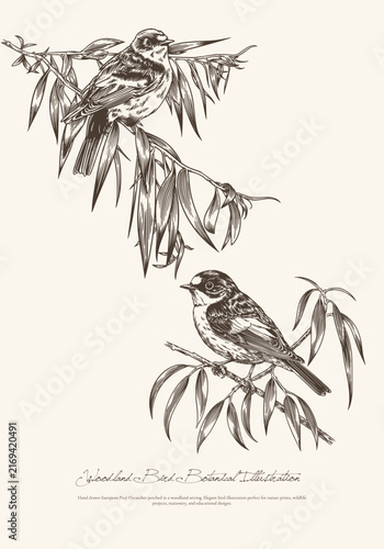 Hand Drawn European Pied Flycatcher Woodland Bird Botanical Illustration