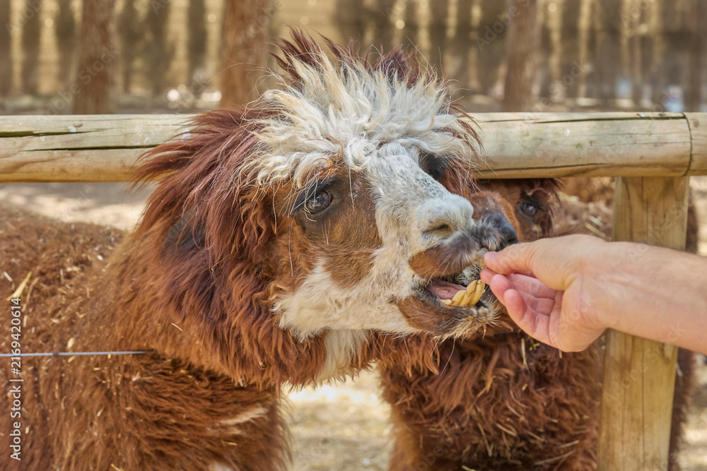 Naklejka premium Brown alpaca eating food from human hand in petting zoo.