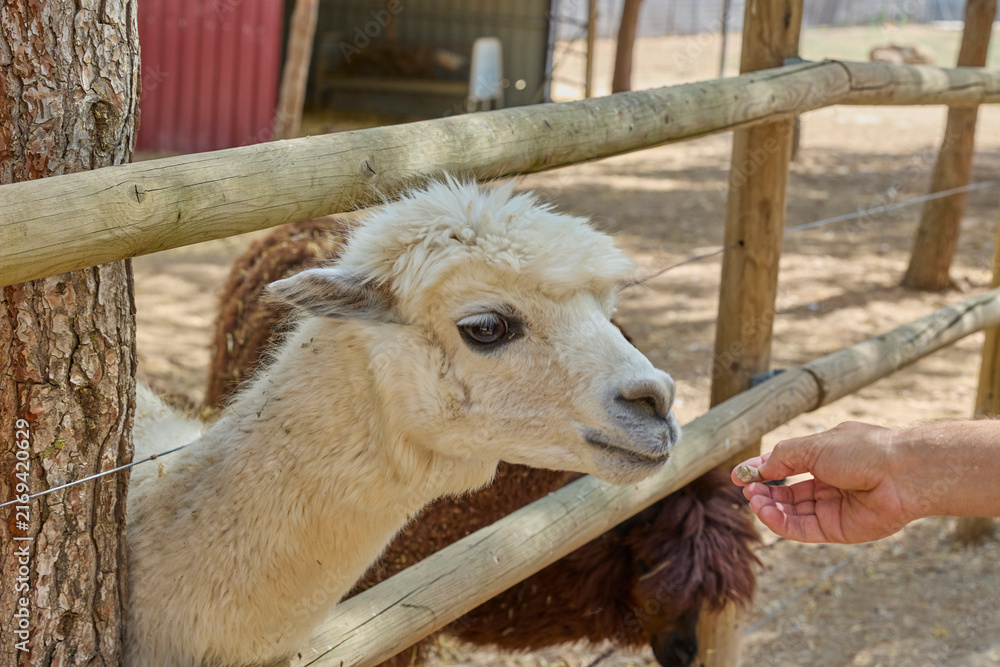 Naklejka premium White alpaca taking food from visitor hand at farm.