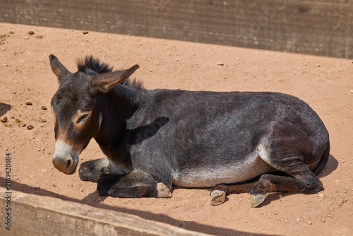 Obraz na płótnie Gray donkey resting peacefully on sandy farm paddock.