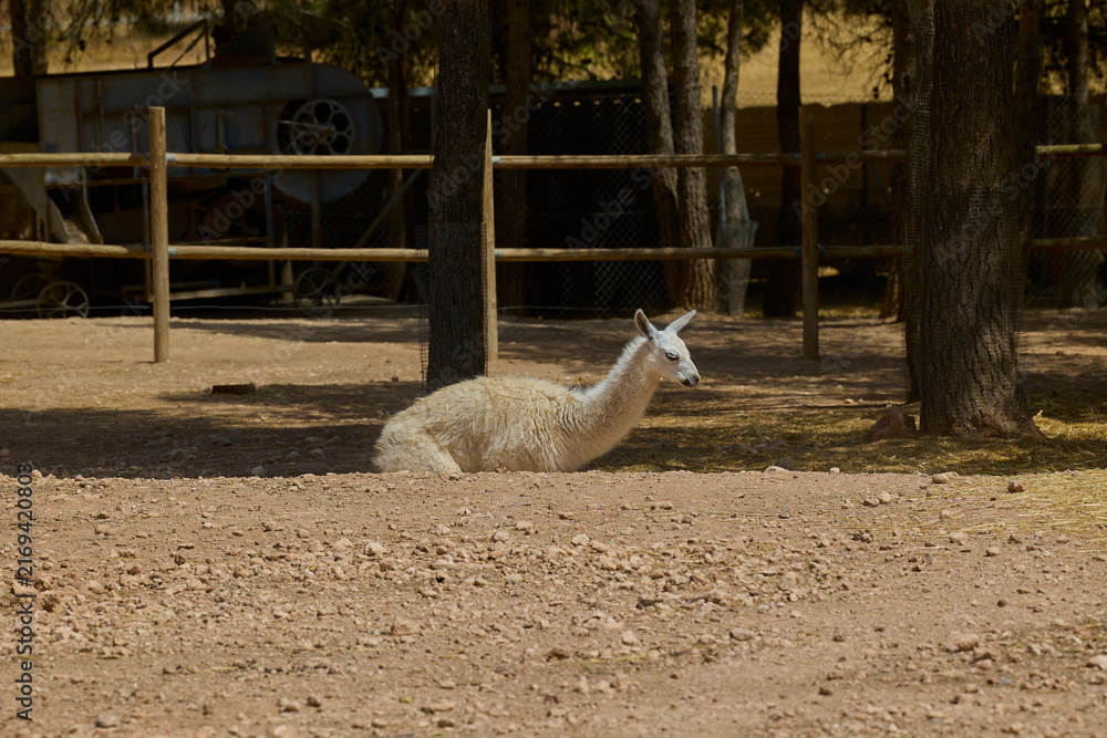 Naklejka premium White llama resting peacefully in shaded animal enclosure.