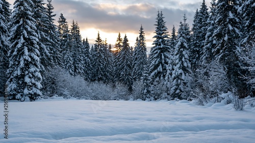 Snowy pine forest Pinus sylvestris winter landscape sunset dusk nature
