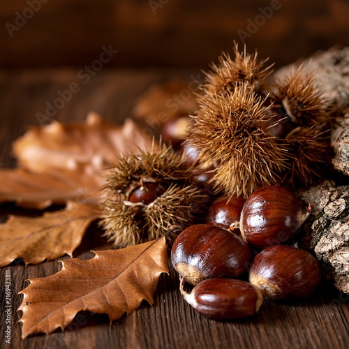 Autumn sweet chestnut Castanea sativa nuts and spiky burrs on wood table
