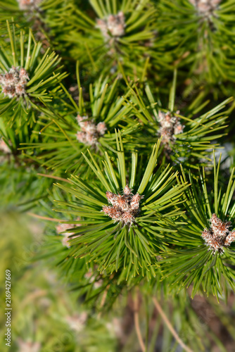 Bild auf Leinwand Dwarf black pine branch with bud - Latin name - Pinus nigra Bayo