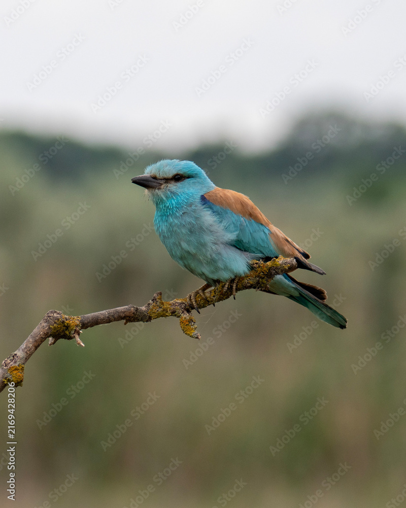 Obraz premium European Roller Perched on Branch in Natural Habitat