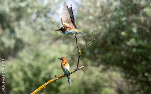 Foto European Bee-eaters Interacting on Branch in Natural Habitat