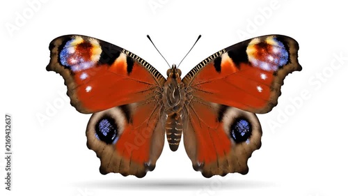 Peacock butterfly with spread wings on white background