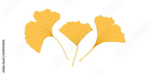 Autumn leaves ginkgo biloba isolated on white background.