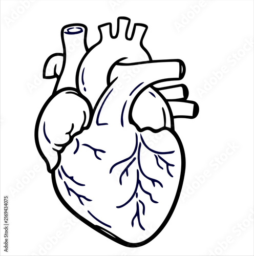 Anatomical Human Heart with Major Blood Vessels