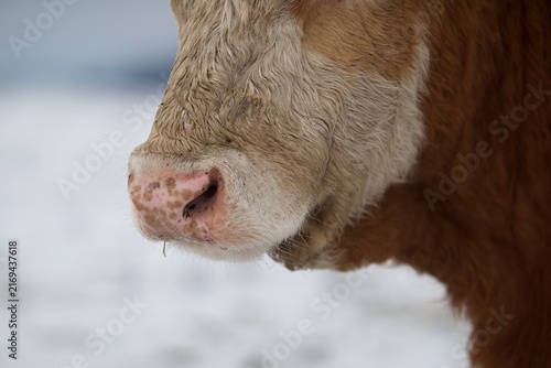 Obraz na plátne Close up of bulls nose against fiend covered with snow