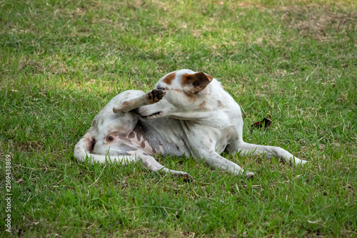 White and brown dog lying on a green grass lawn while scratching its hind leg