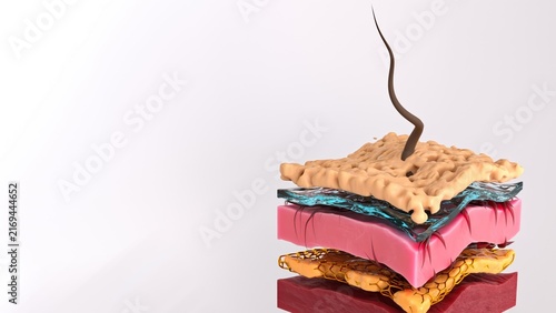 Human skin cross-section with hair follicle; epidermis; dermis; subcutaneous fat; and muscle in 3d medical illustration