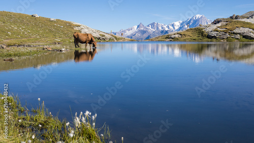 Cuadro en lienzo Lac des Moutons aux Arcs en Savoie, lac d'altitude entouré de montagnes rocheuses et de vaches dans les Alpes françaises