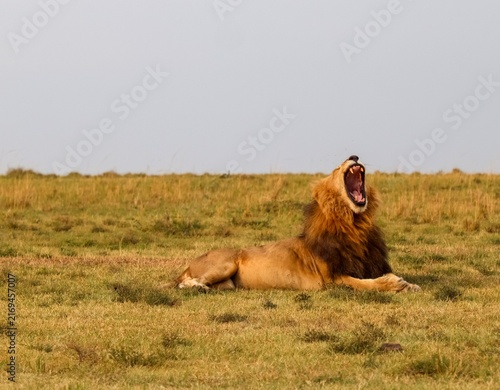 Canvas Print African male lion roaring widely on Kenya savanna
