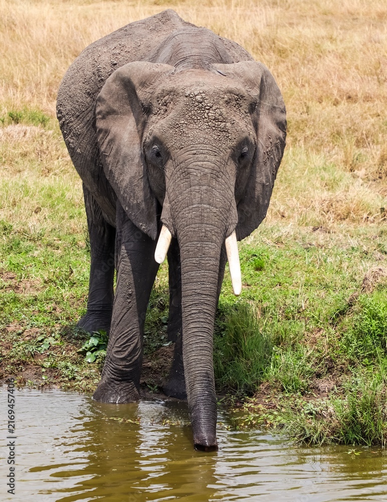 Fototapeta premium African elephant drinking water in Kenya national park
