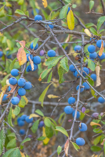 Canvas Print A wild blackthorn bush laden with ripe blue sloe berries
