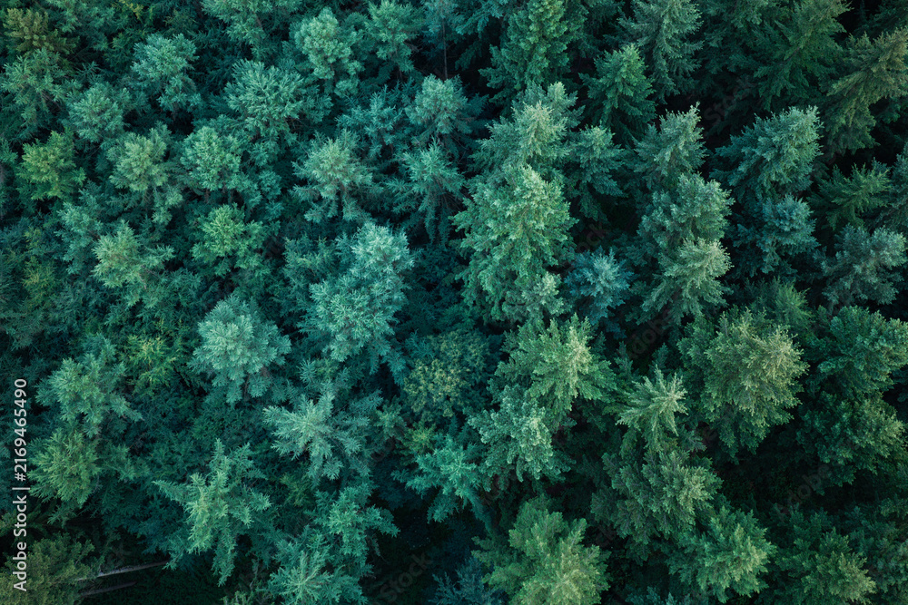 Fototapeta premium Nature background. Tree growing in lush forest. Nature landscape. Landscape with forest in spring. Green forest in summer aerial view. Rainforest ecosystem and healthy environment