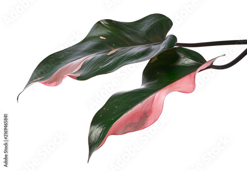 Foto Philodendron ‘Pink Princess’, isolated on transparent background with clipping path for botanical, horticultural, interior, and design use