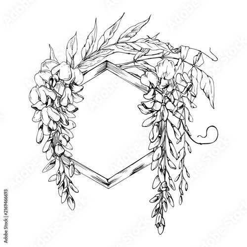 Cascading wisteria flowers, honeycomb geometric wooden hexagon support. Isolated illustration hand drawn in vector ink. Landscape design, stationery, floral marketing, labels, spring festival posters