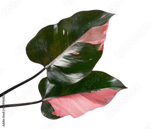 Canvastavla Philodendron ‘Pink Princess’, isolated on transparent background with clipping path for botanical, horticultural, interior, and design use