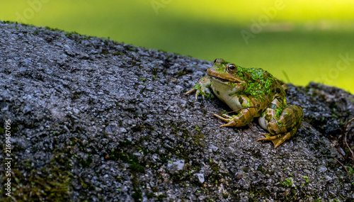 Obraz na płótnie Green frog resting on a rocky surface beside water, with duckweed covering its skin and surrounding vegetation creating a natural wetland environment