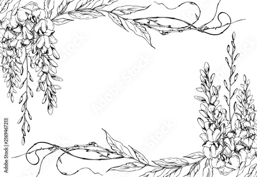 Lush spring wisteria, locust tree, pieris blooms, feathered leaves, curling vine tendrils. Isolated illustration hand drawn in vector ink. Wedding graphics, Mothers Day, birthday cards, flower shows