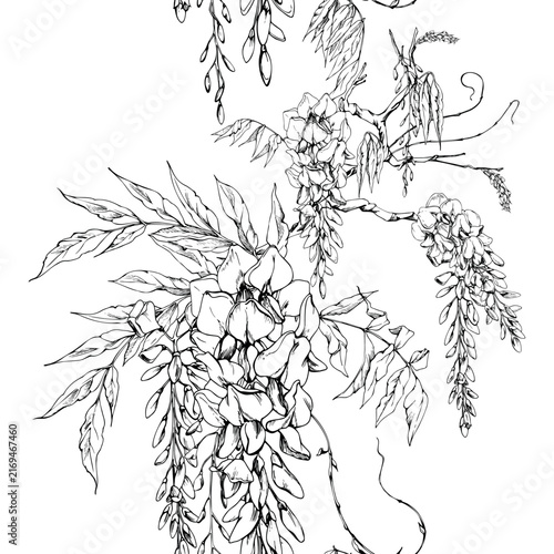 Wisteria buds, locust tree, robinia flowers, leaves, ornamental tendril vine growth. Isolated seamless banner hand drawn in vector ink. Asian garden spring celebration, cottagecore festival posters