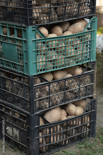 Fresh Potato Harvest in Wooden Crates on a Farm and Vegetable Garden