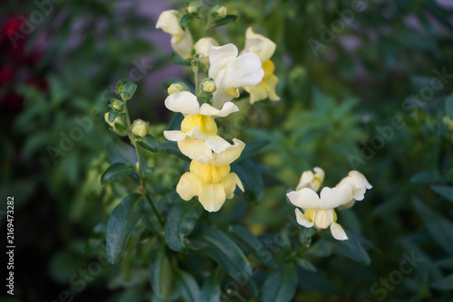 Close-up of yellow snapdragon flowers blooming naturally in a lush green garden setting during summer.